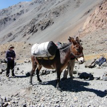 The mule with our equipment - Back to civilization!